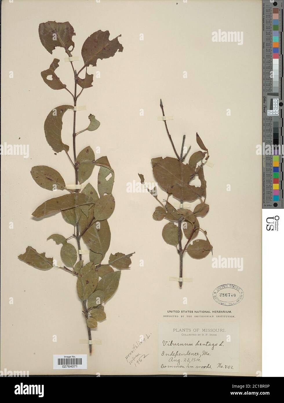 Viburnum prunifolium L Viburnum prunifolium L Stock Photo Alamy