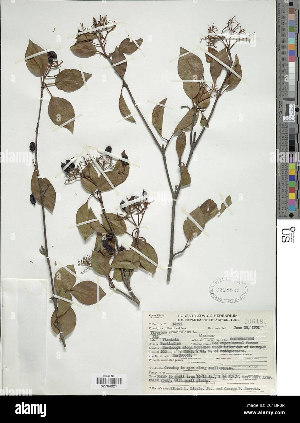 Viburnum prunifolium L Viburnum prunifolium L Stock Photo Alamy