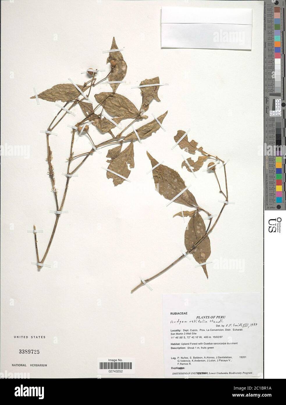 Rudgea retifolia Standl Rudgea retifolia Standl. Stock Photo