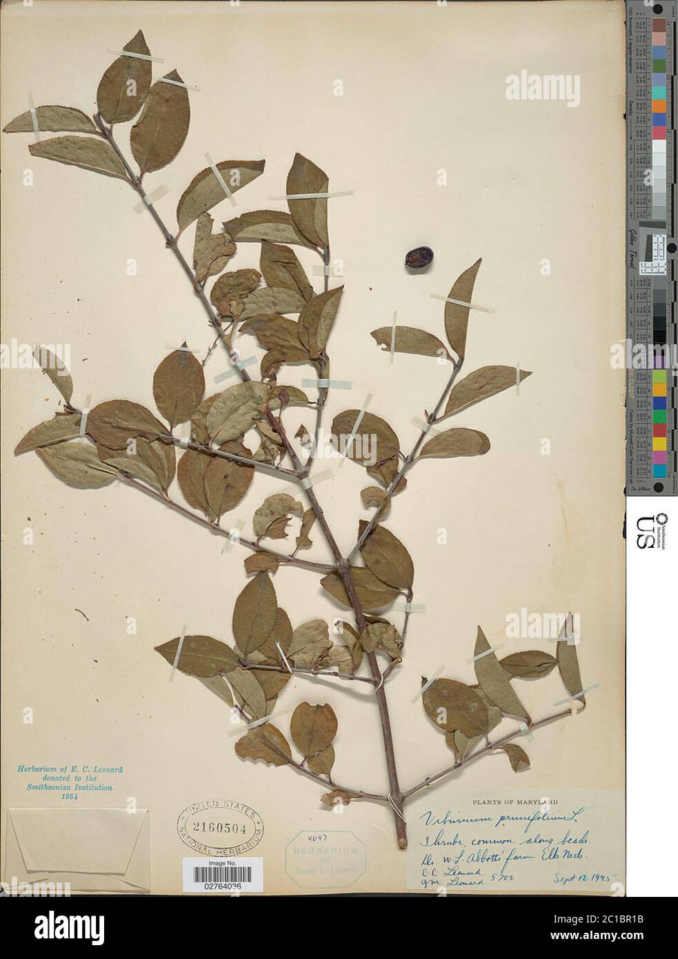 Viburnum prunifolium L Viburnum prunifolium L Stock Photo Alamy