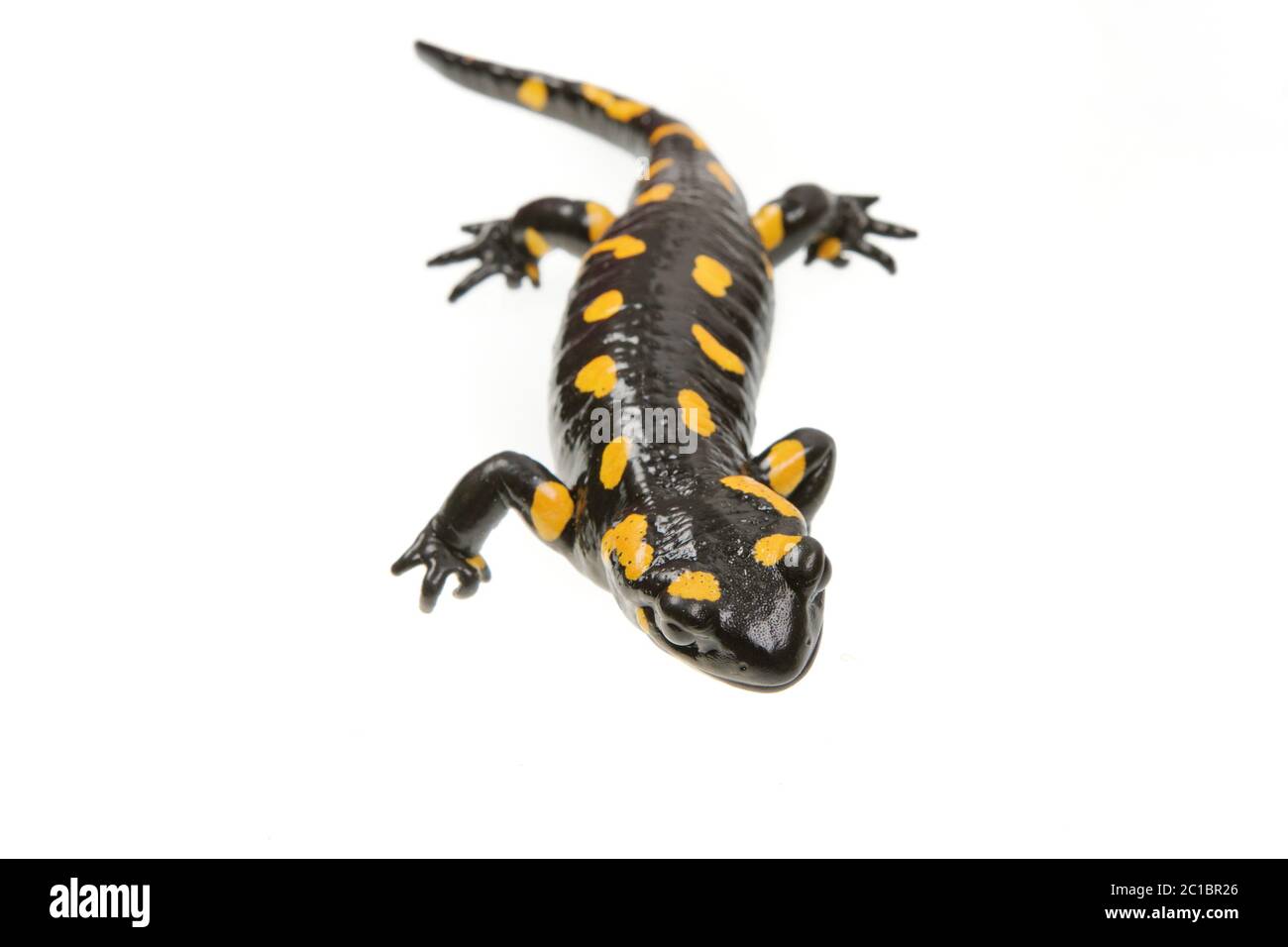 Fire salamander (Salamandra salamandra) isolated on a white background