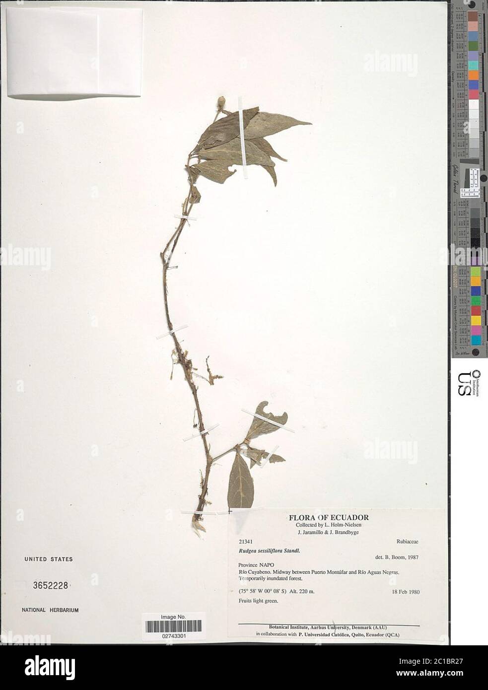 Rudgea sessiliflora Standl Rudgea sessiliflora Standl. Stock Photo
