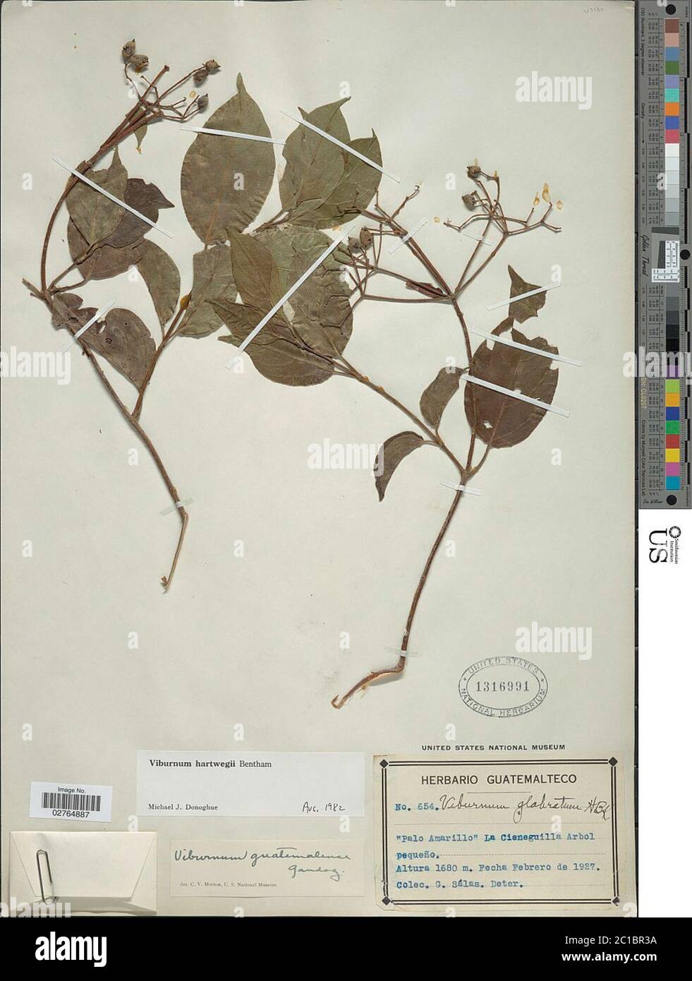 Viburnum hartwegii Viburnum hartwegii Stock Photo Alamy