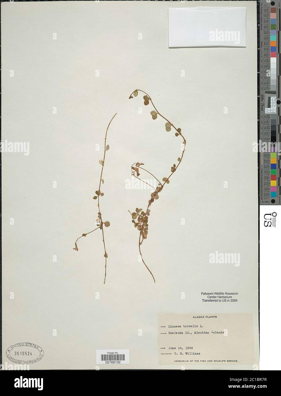 Linnaea borealis L Linnaea borealis L. Stock Photo