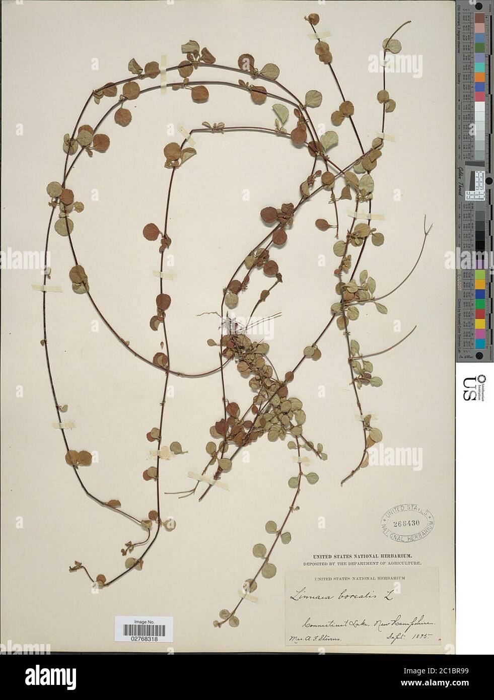 Linnaea borealis L Linnaea borealis L. Stock Photo