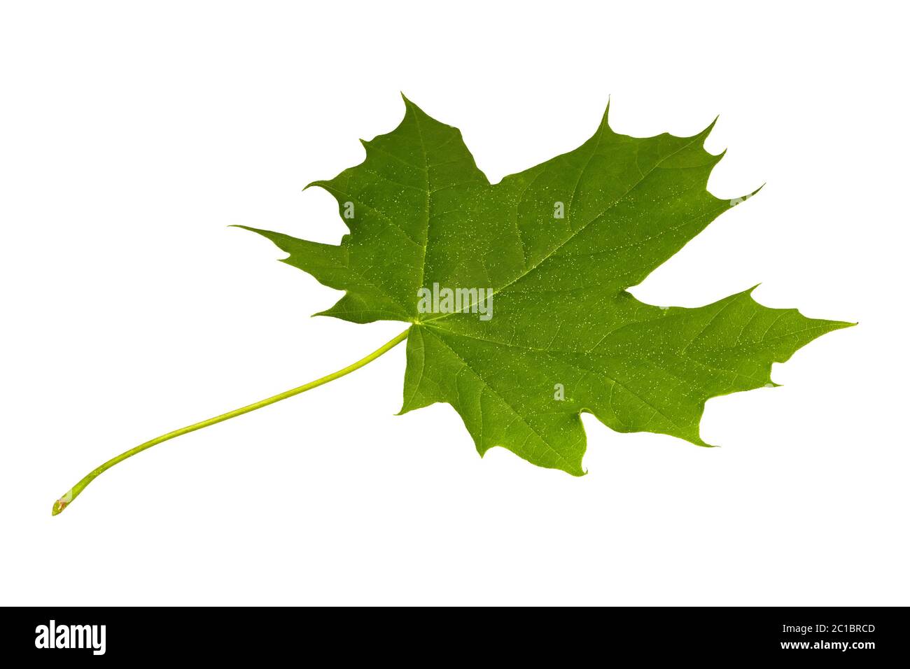 Green maple leaf isolated on a white background Stock Photo - Alamy