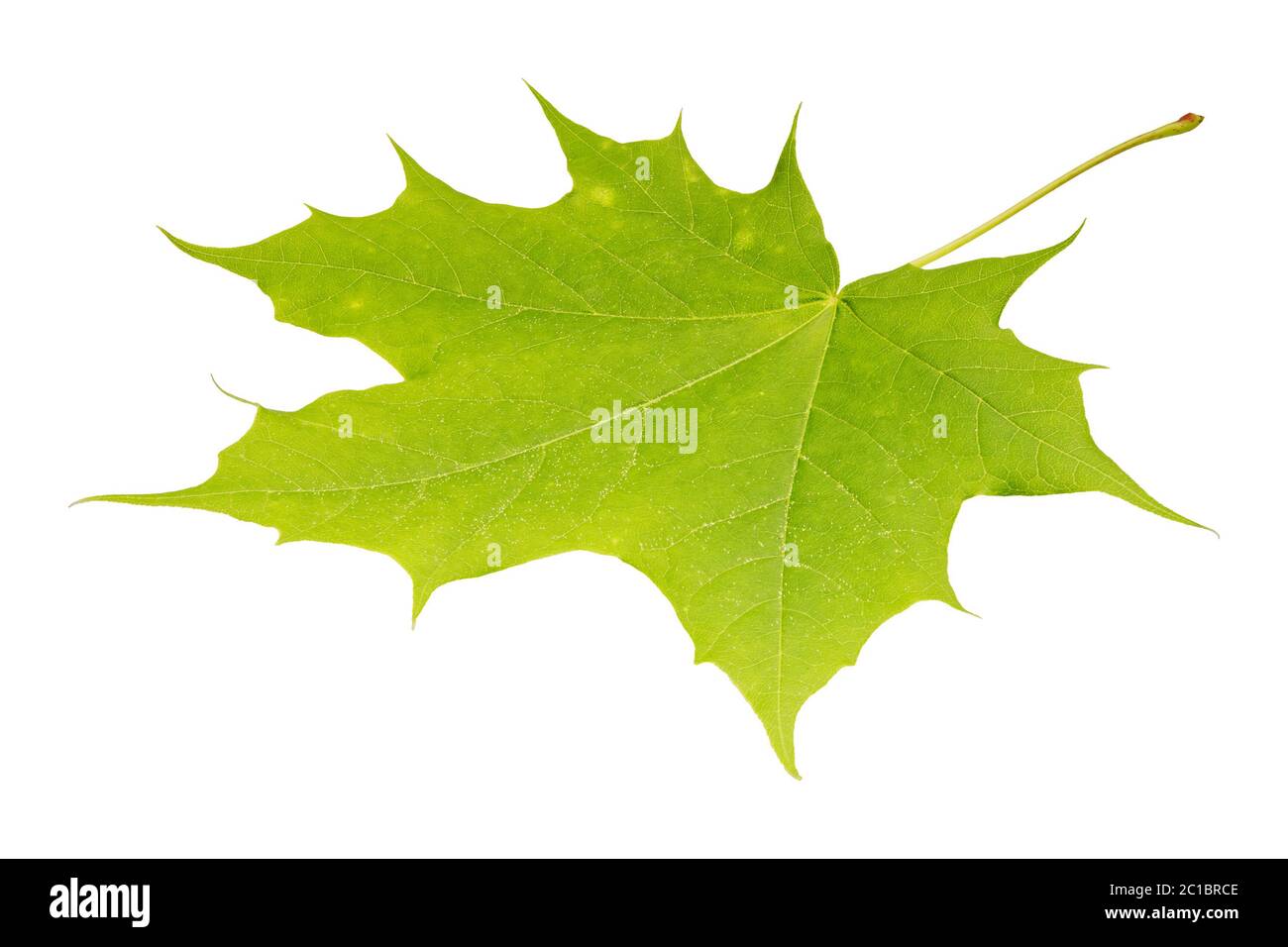 Green maple leaf isolated on a white background Stock Photo - Alamy