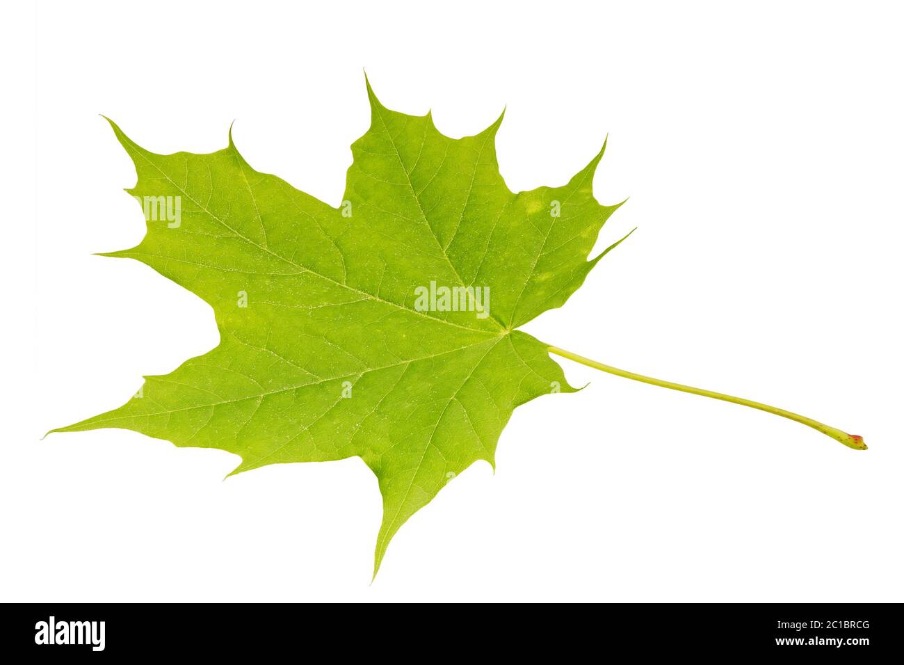 Green maple leaf isolated on a white background Stock Photo - Alamy