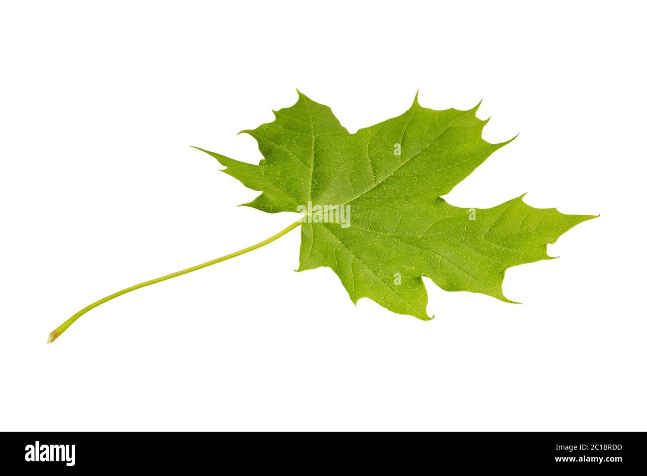 Green maple leaf isolated on a white background Stock Photo - Alamy