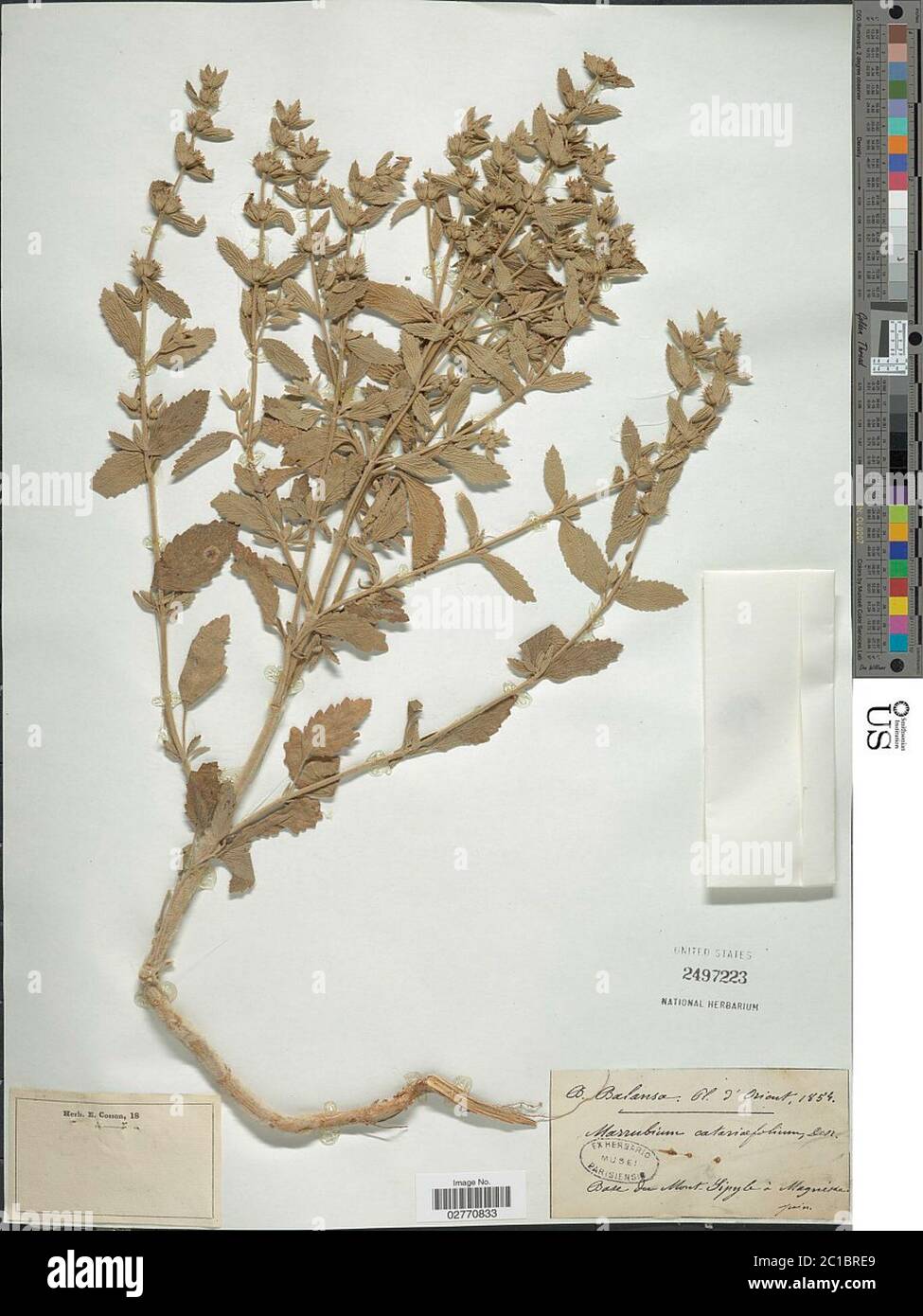 Marrubium catariifolium Desr Marrubium catariifolium Desr. Stock Photo
