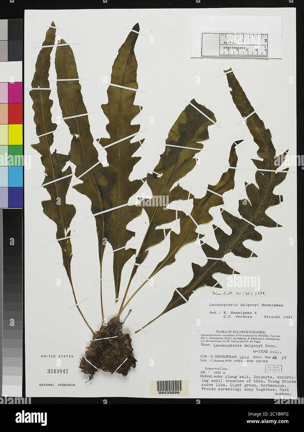 レカノプテリス バルゴイ Lecanopteris balgooyi Lecanopteris balgooyi ① - メルカリ