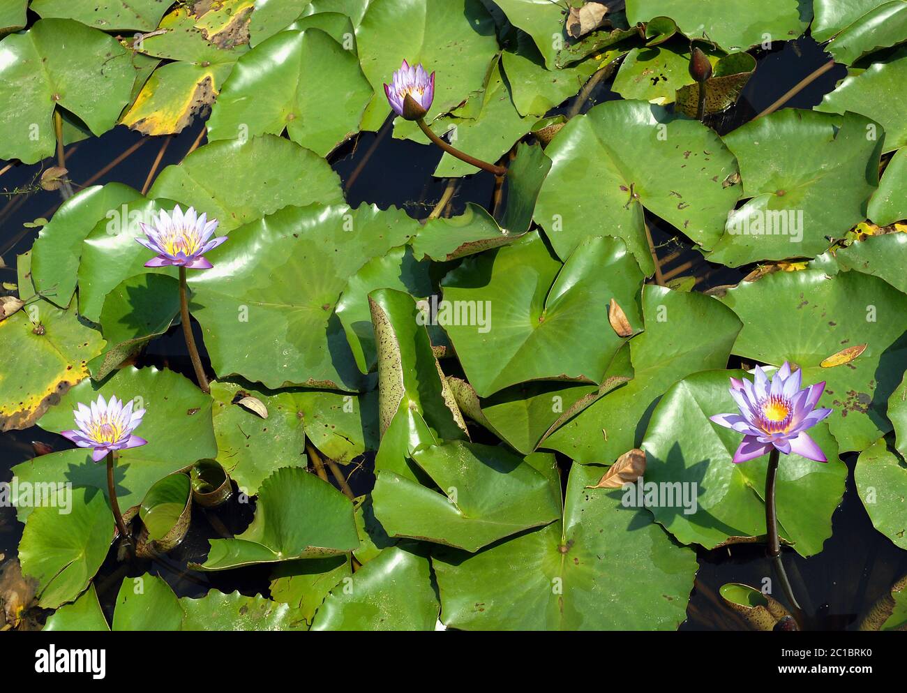 Blue lotus flowers in a pond in Srimangal (Sreemangal) in Bangladesh. The blue lotus flower has
