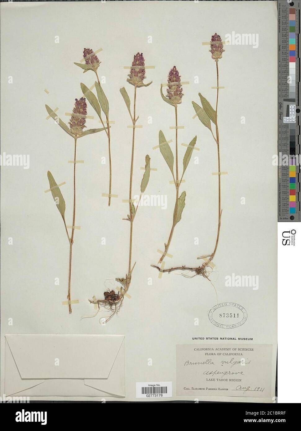 Prunella vulgaris L Prunella vulgaris L Stock Photo - Alamy