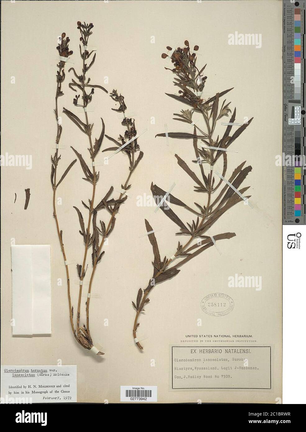 Clerodendrum ternatum var lanceolatum Moldenke Clerodendrum ternatum var lanceolatum Moldenke. Stock Photo