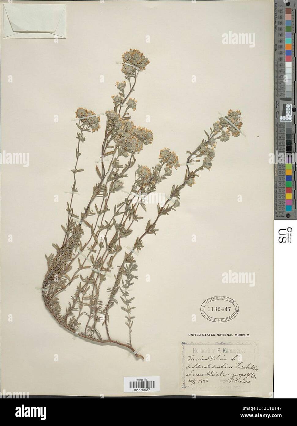 Teucrium polium Teucrium polium Stock Photo Alamy