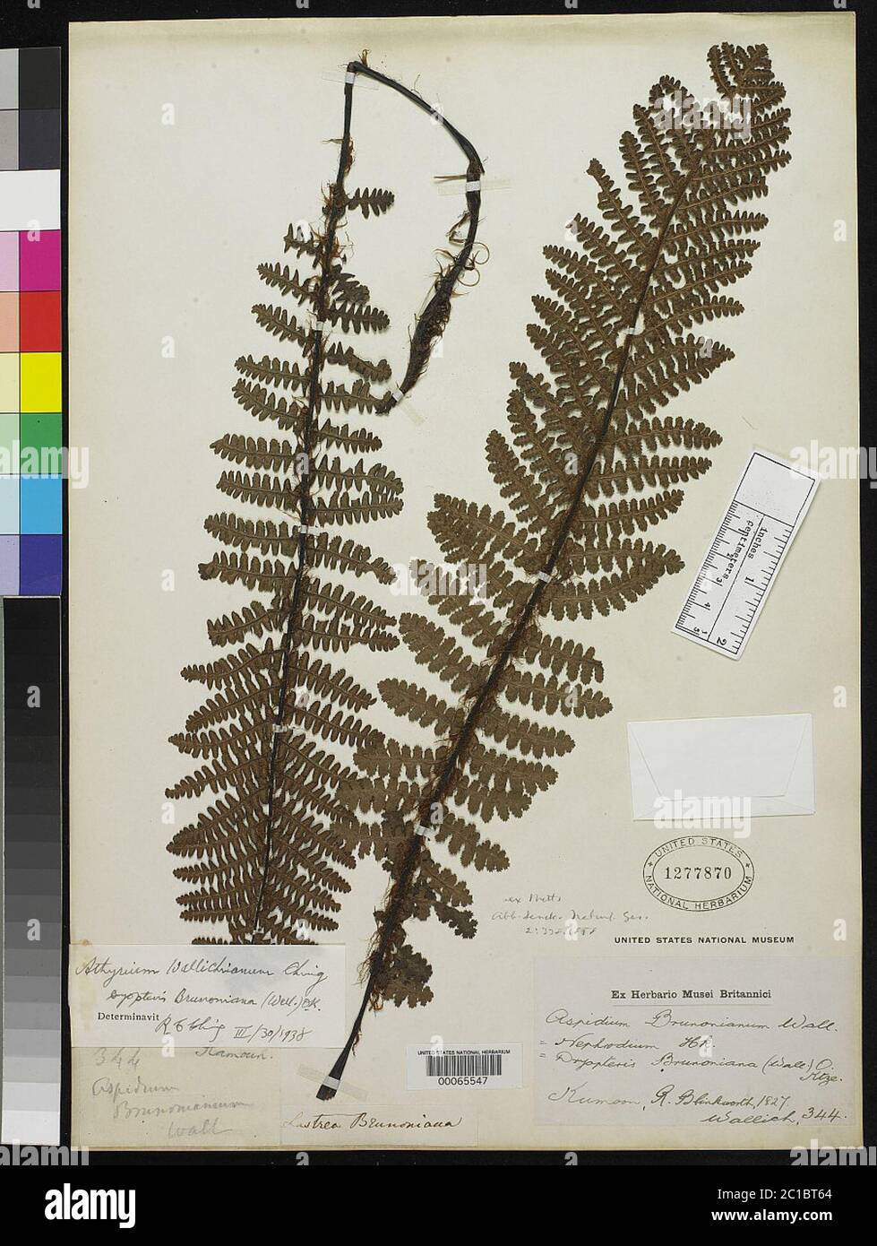 Indian fern species hi-res stock photography and images - Alamy