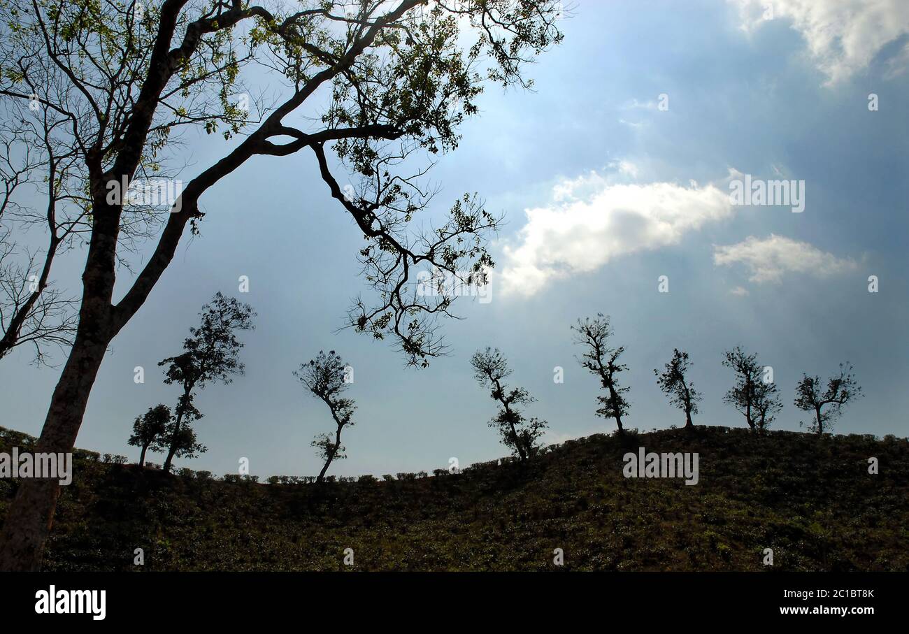 Trees on a ridge in a tea plantation in Srimangal (Sreemangal) in Bangladesh. Srimangal is one of the main locations for growing tea in Bangladesh. Stock Photo