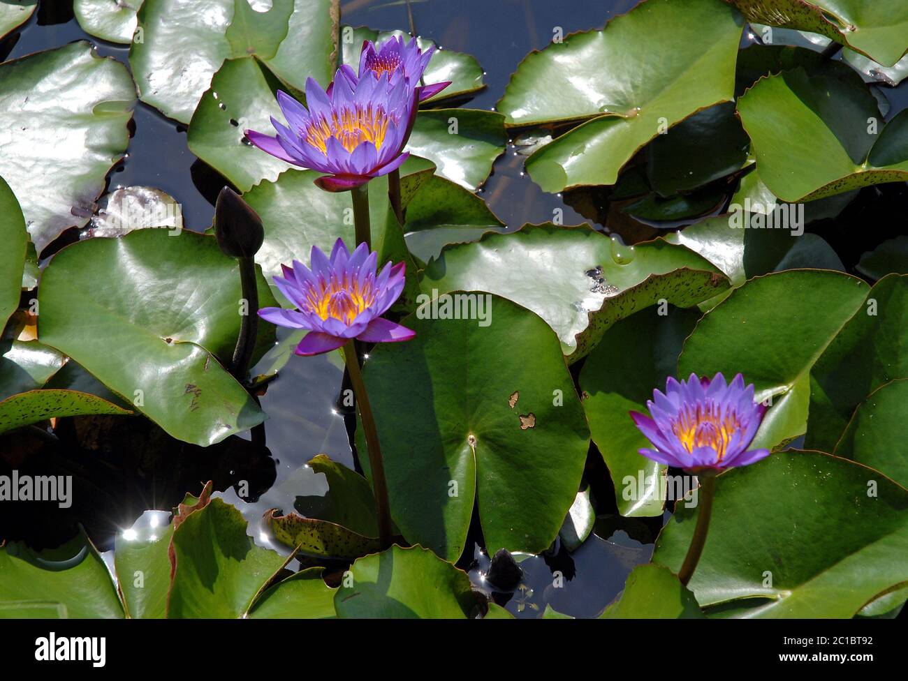 Blue Lotus Flowers In A Pond In Srimangal Sreemangal In Bangladesh The Blue Lotus Flower Has Long Been Associated With Spirituality And Divinity Stock Photo Alamy Blue Lotus Flowers In A Pond In Srimangal Sreemangal In Bangladesh The Blue Lotus Flower Has Long Been Associated With Spirituality And Divinity Stock Photo Alamy