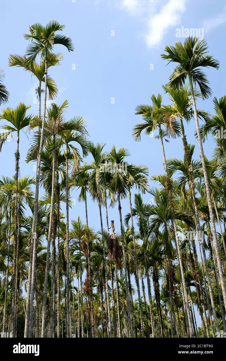 Palm trees on a plantation in Srimangal (Sreemangal) in Bangladesh. Srimangal is one of the main areas for horticulture in Bangladesh Stock Photo