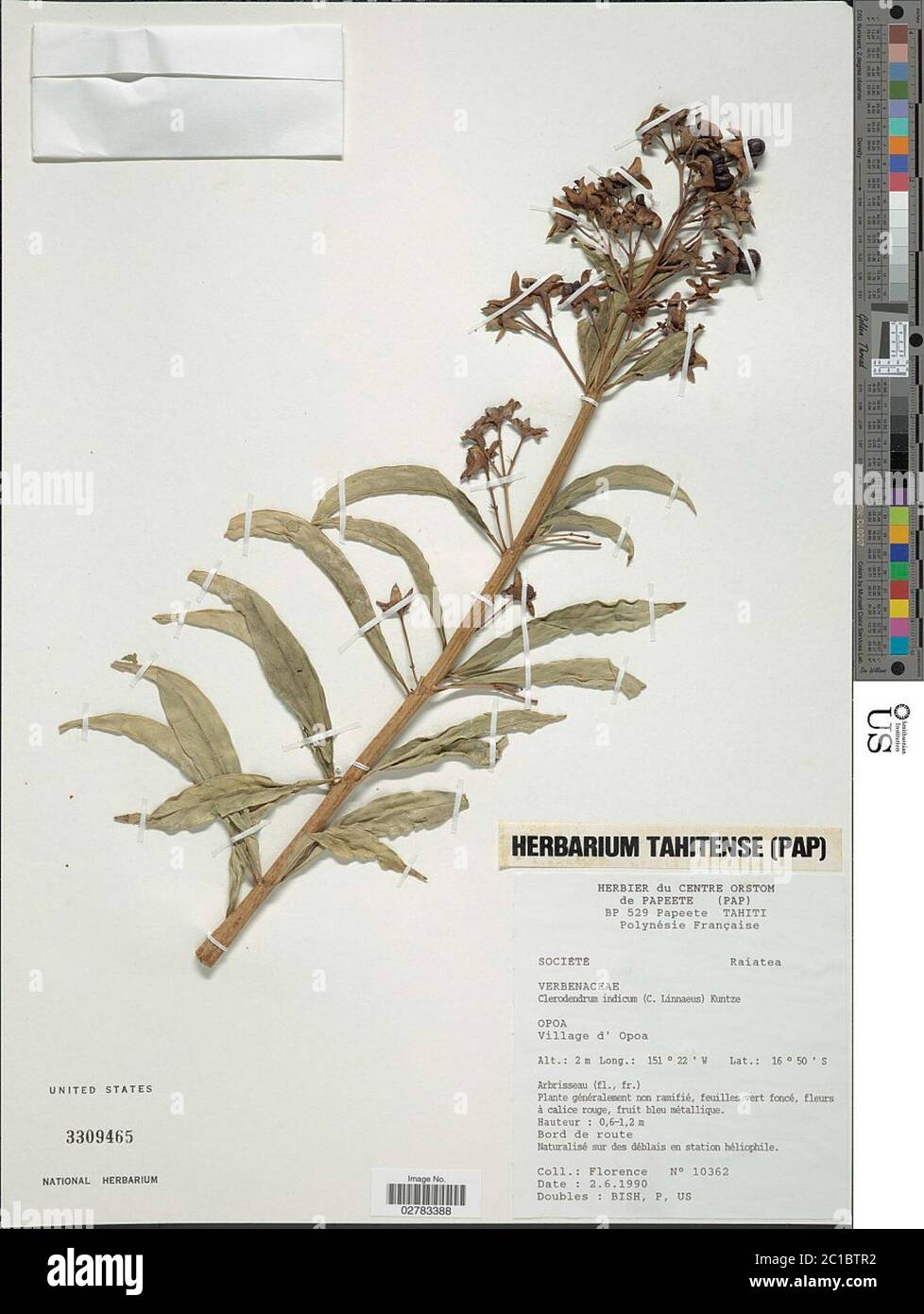 Clerodendrum indicum L Kuntze Clerodendrum indicum L Kuntze. Stock Photo