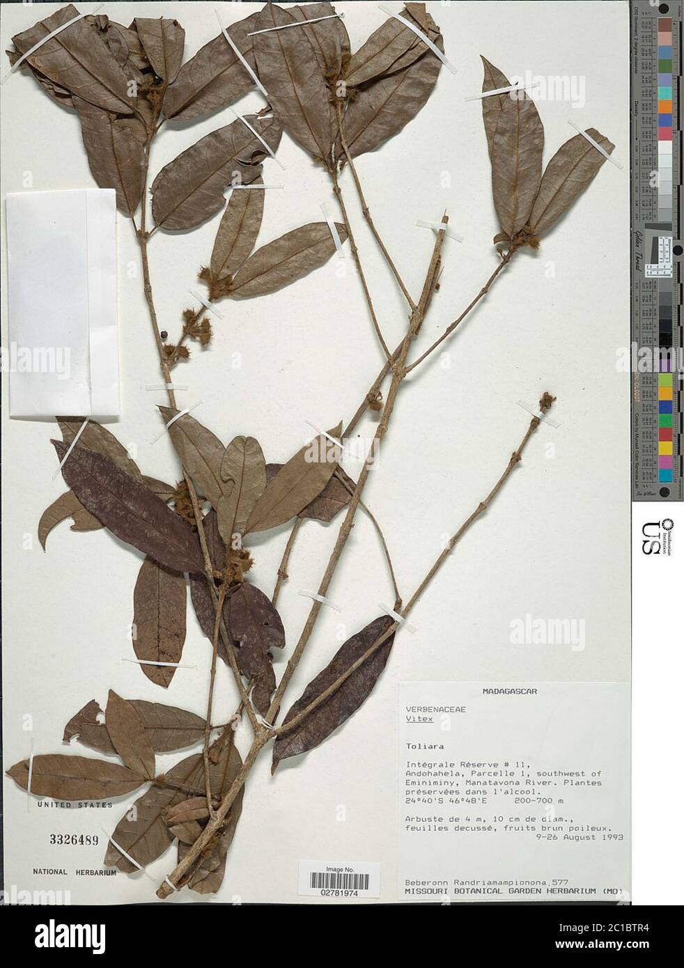 Vitex sp Vitex sp Stock Photo - Alamy