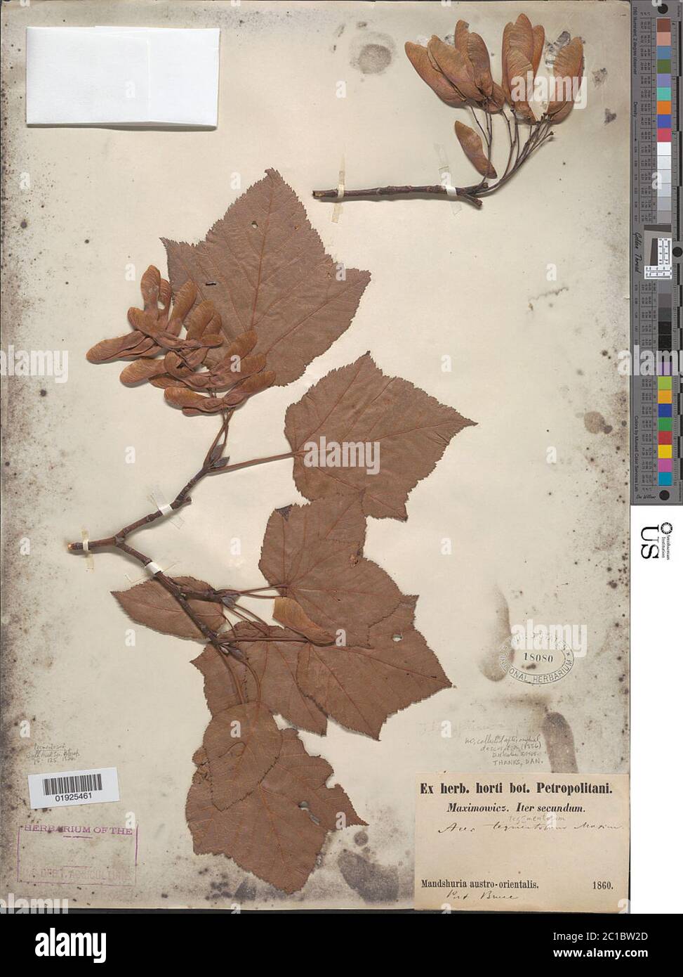 Acer tegmentosum Maxim Acer tegmentosum Maxim. Stock Photo