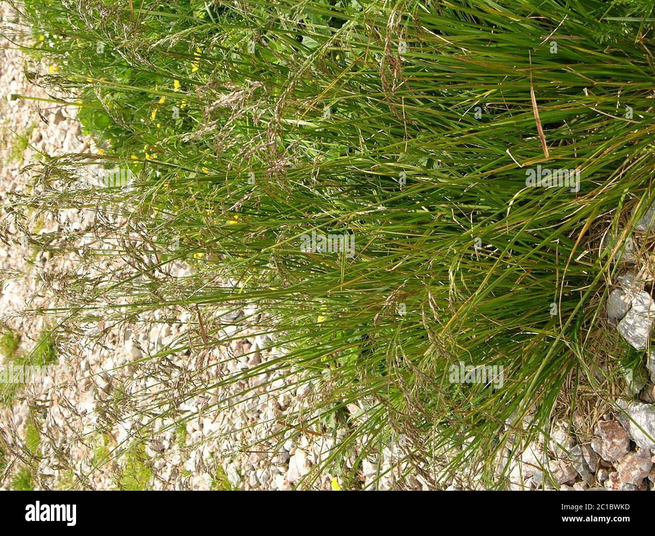 Poa alpina subsp vivipara L Arcang Poa alpina subsp vivipara L Arcang. Stock Photo