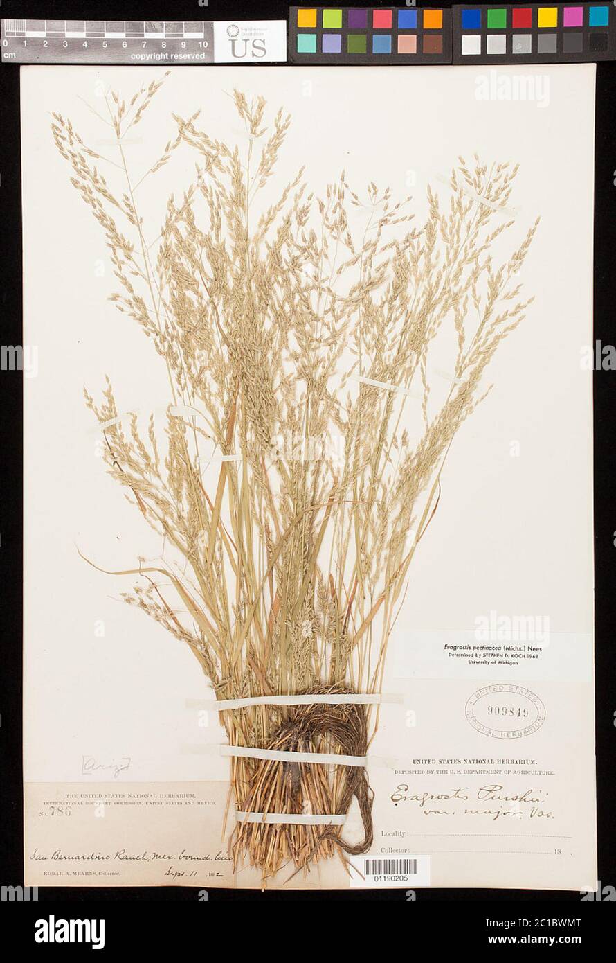 Eragrostis pectinacea Michx Nees Eragrostis pectinacea Michx Nees. Stock Photo