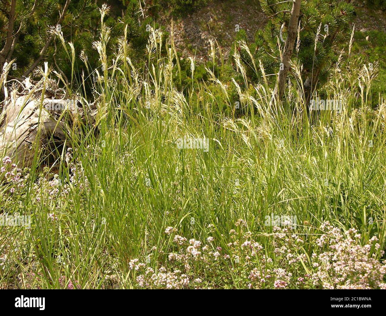 Achnatherum calamagrostis L P Beauv Achnatherum calamagrostis L P Beauv. Stock Photo