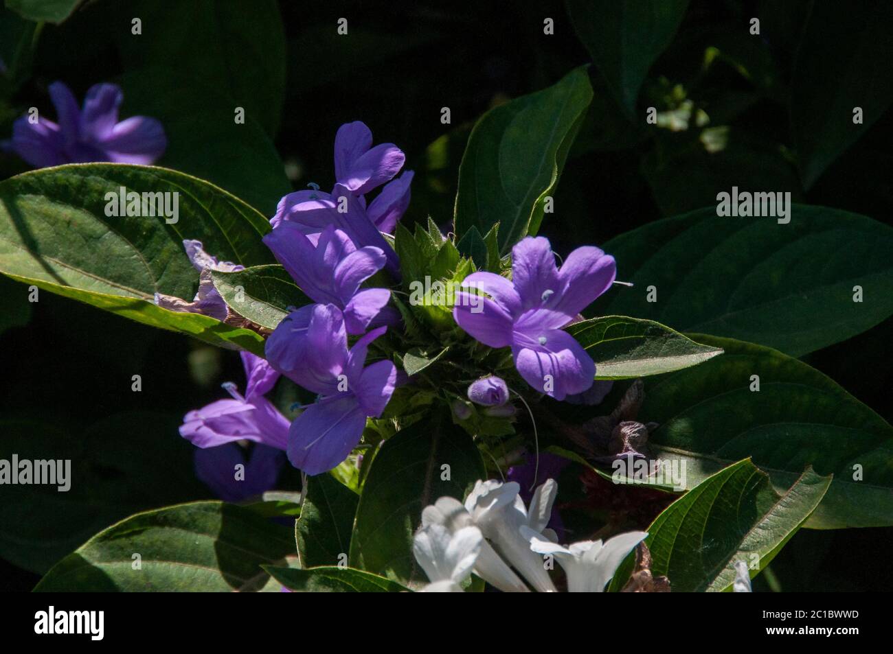 Barleria cristata, the Philippine violet, bluebell barleria or crested Philippine violet, is a plant species in the family Acanthaceae. Stock Photo