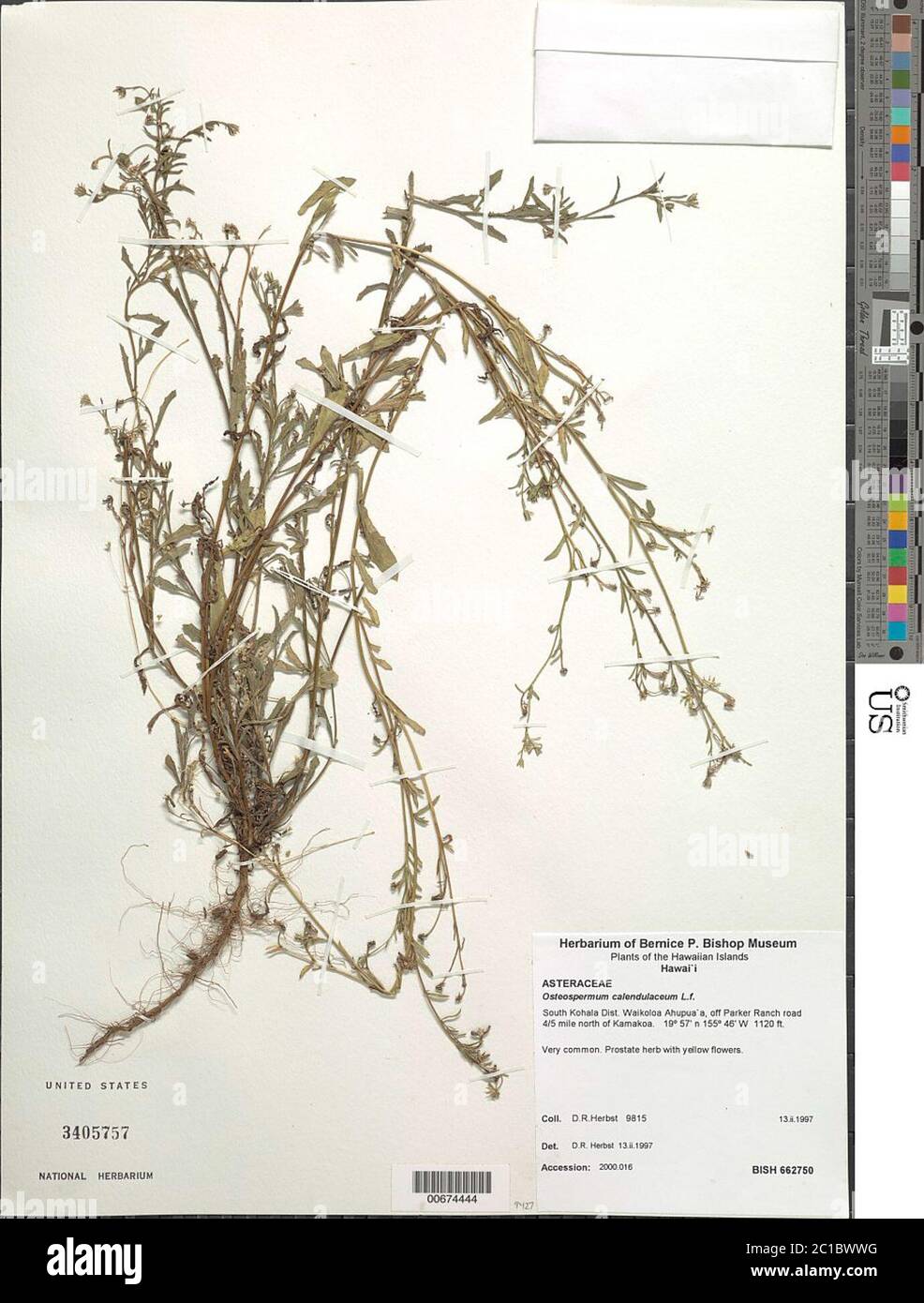 Osteospermum calendulaceum L f Osteospermum calendulaceum L f. Stock Photo
