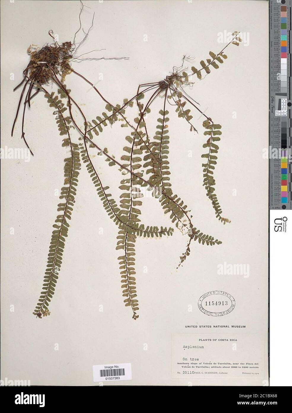 Asplenium polyphyllum Bertol Asplenium polyphyllum Bertol. Stock Photo