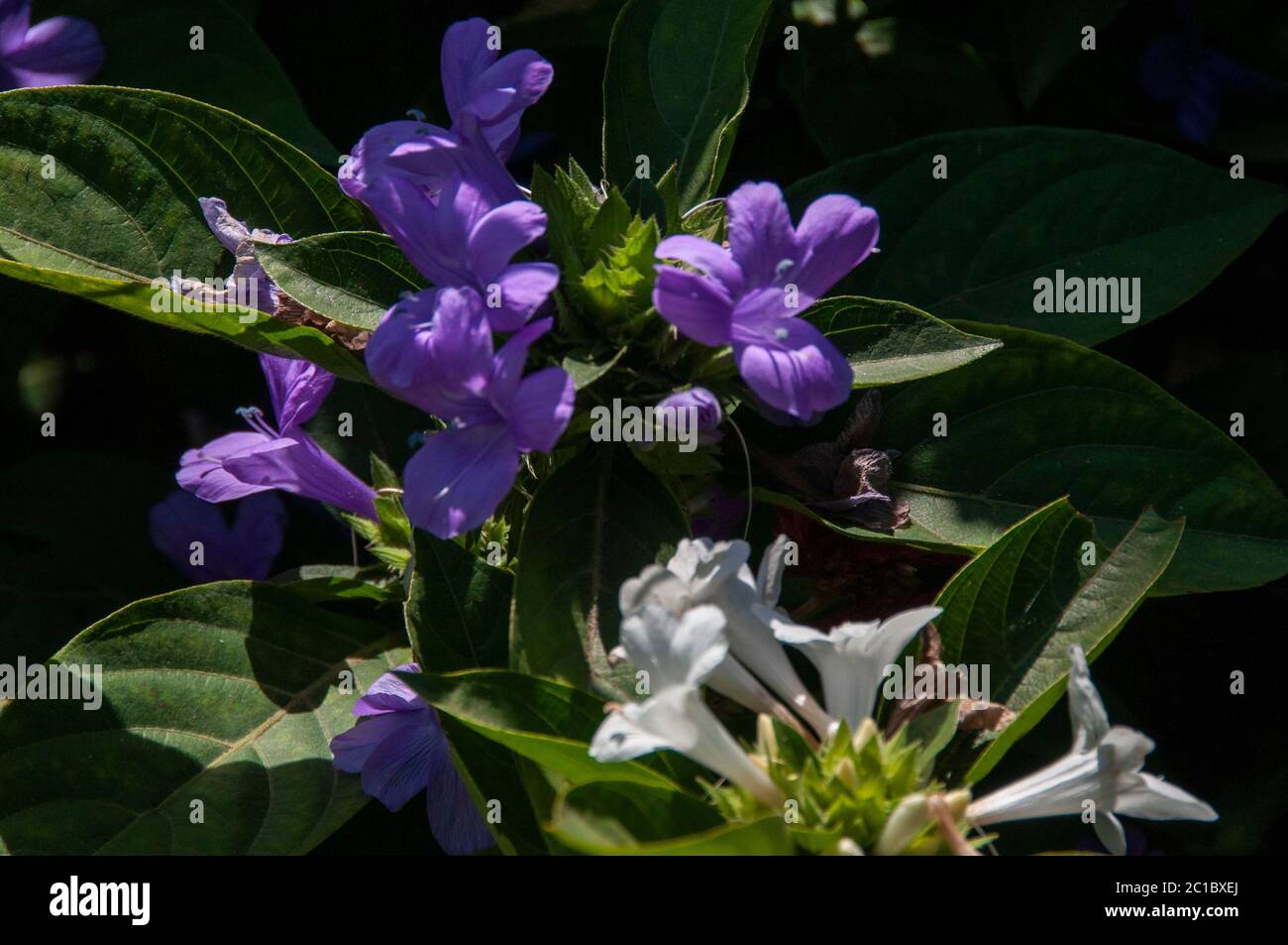Barleria cristata, the Philippine violet, bluebell barleria or crested Philippine violet, is a plant species in the family Acanthaceae. Stock Photo