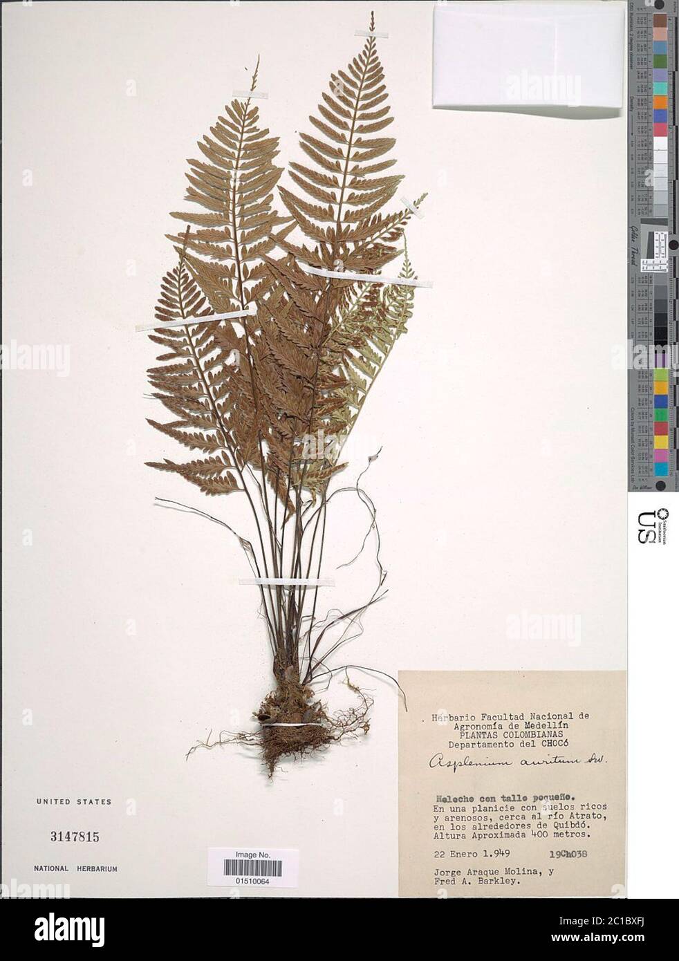 Asplenium auritum Sw Asplenium auritum Sw. Stock Photo