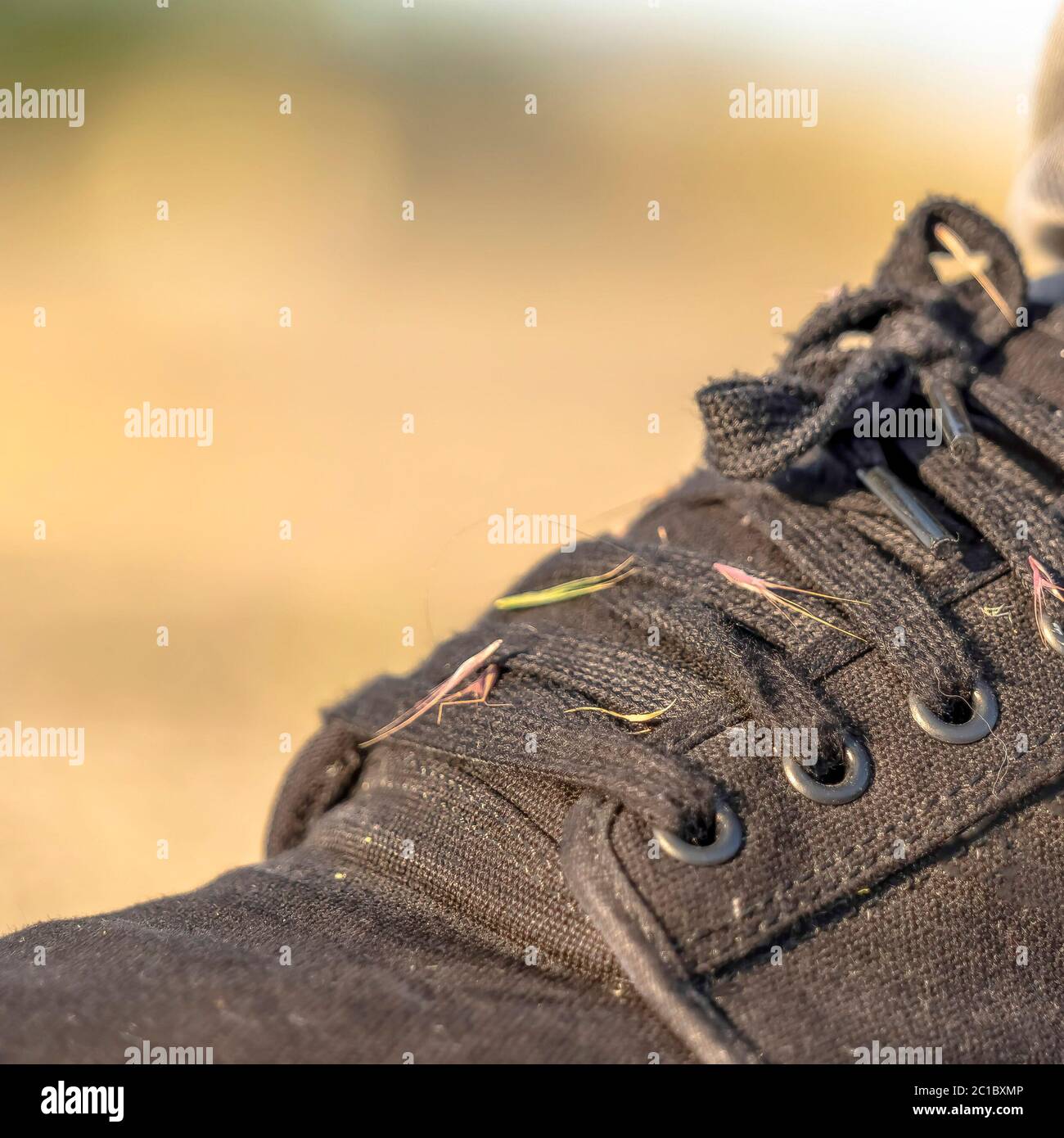 Square crop Hitchhiker grass weeds on the lace up black canvas sneaker