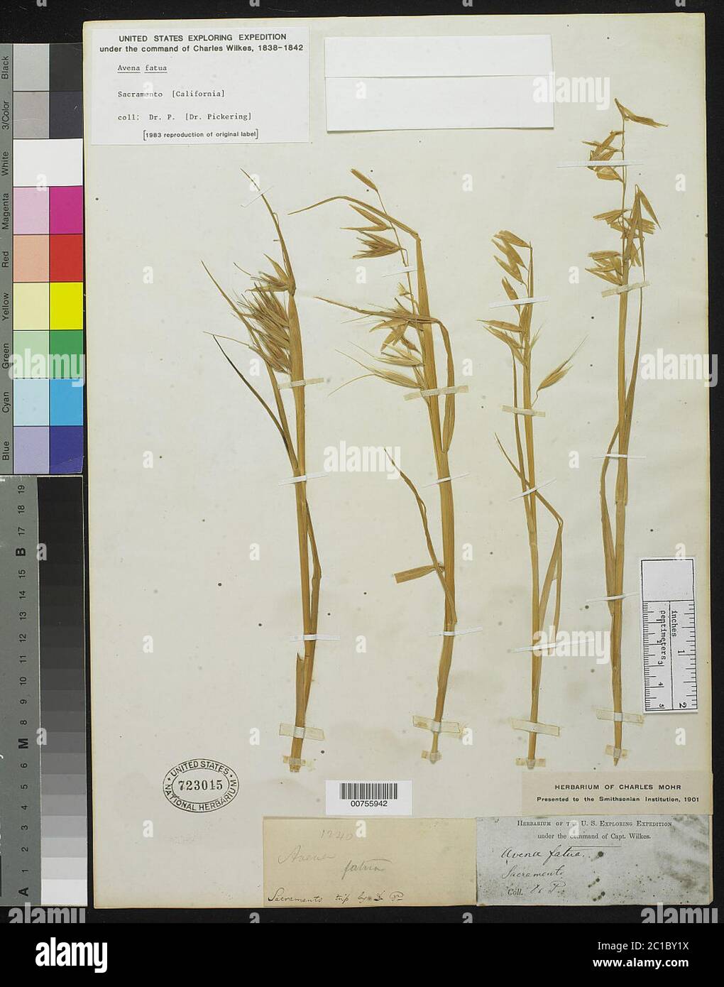 Avena fatua L Avena fatua L Stock Photo Alamy