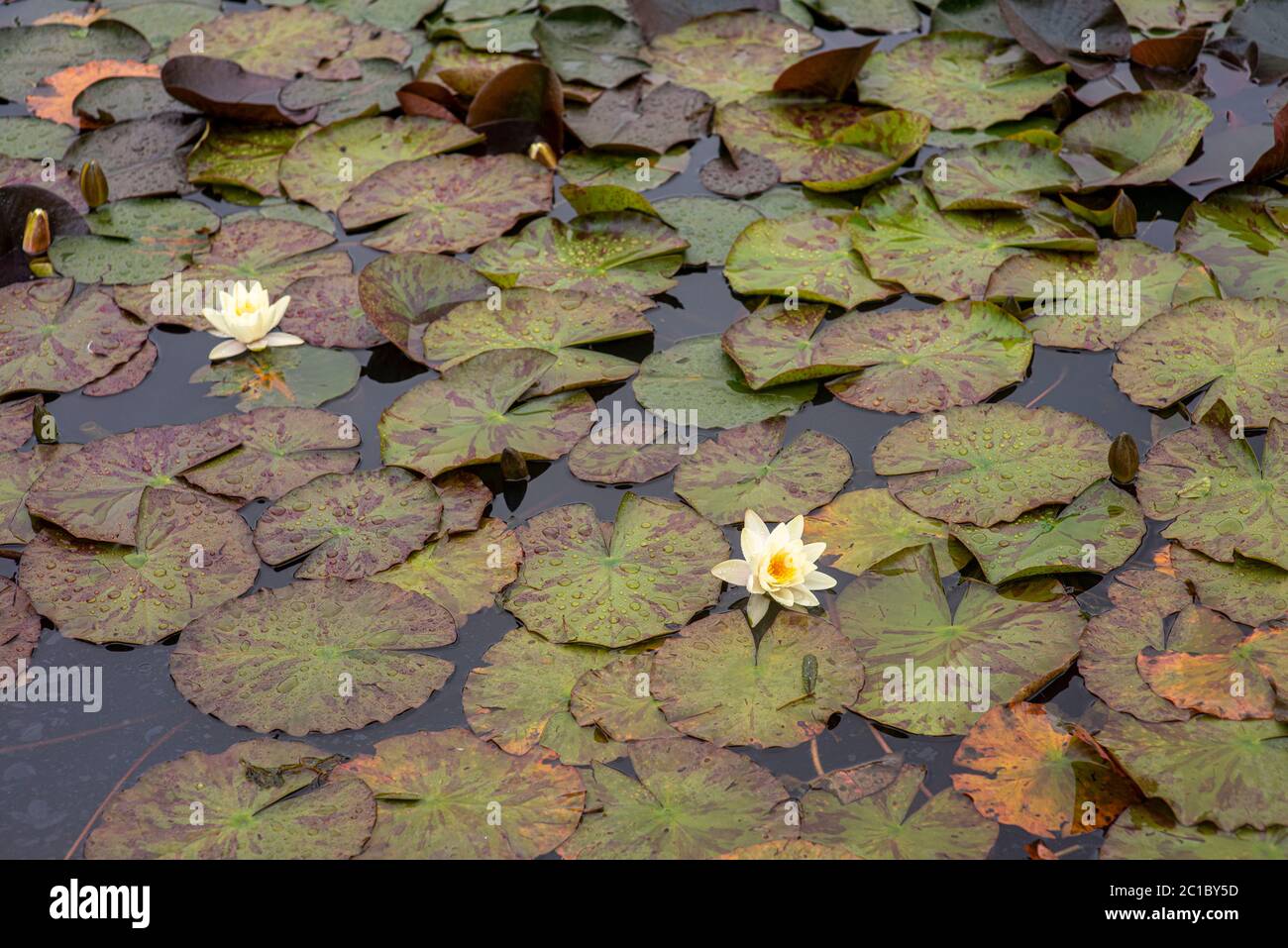 Water Lily floating on the water Stock Photo Alamy