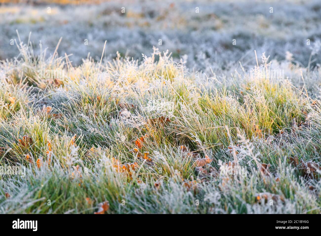 Frosty grass at Bushy Park in London Stock Photo
