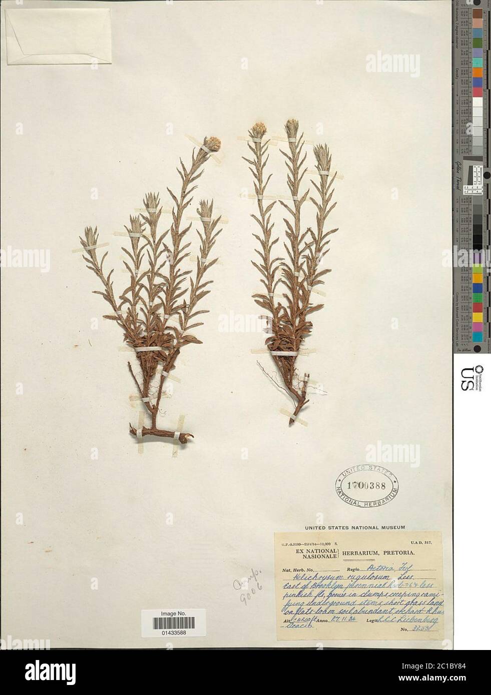 Helichrysum rugulosum Less Helichrysum rugulosum Less. Stock Photo