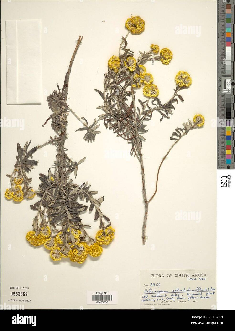 Helichrysum splendidum Thunb Less Helichrysum splendidum Thunb Less. Stock Photo