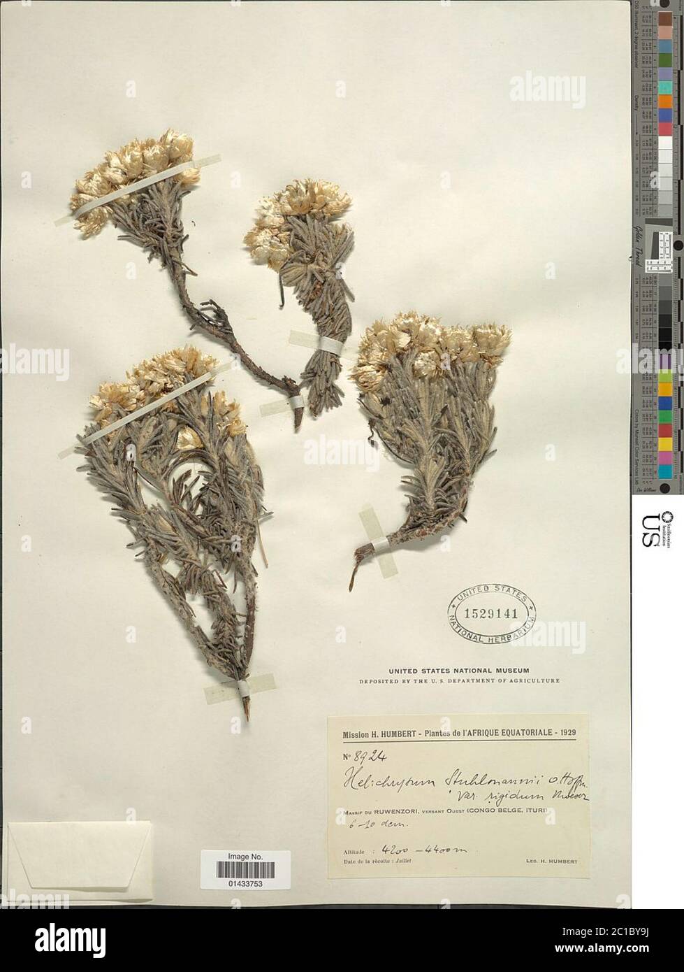 Helichrysum stuhlmannii O Hoffm Helichrysum stuhlmannii O Hoffm. Stock Photo