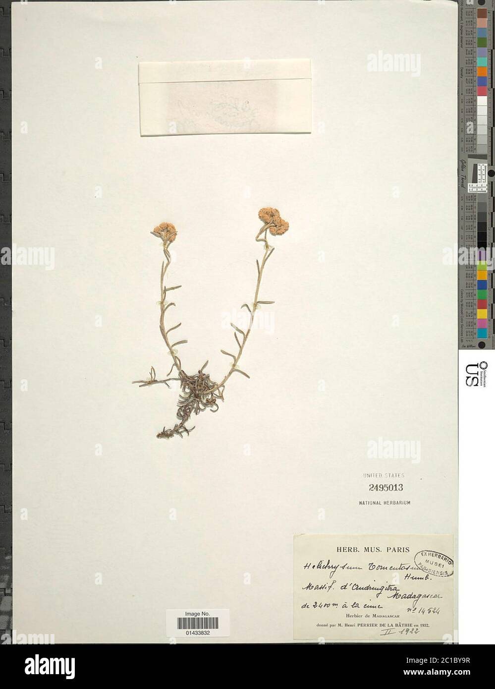 Helichrysum tomentosum Humbert Helichrysum tomentosum Humbert. Stock Photo