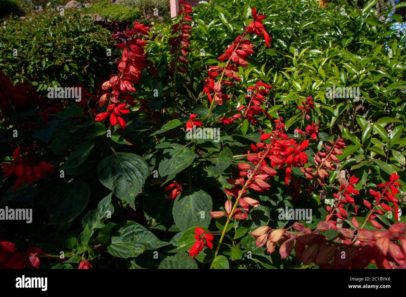 Scarlet sage salvia splendens hi-res stock photography and images - Alamy
