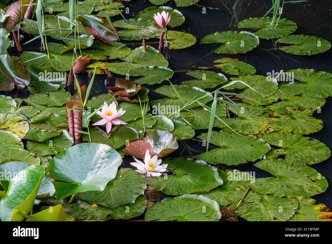 Water Lily floating on the water Stock Photo Alamy