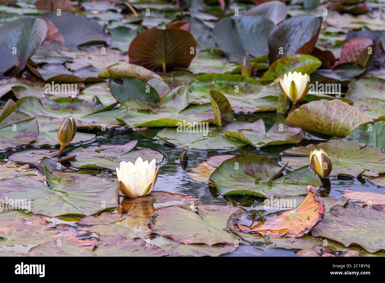 Water Lily floating on the water Stock Photo Alamy