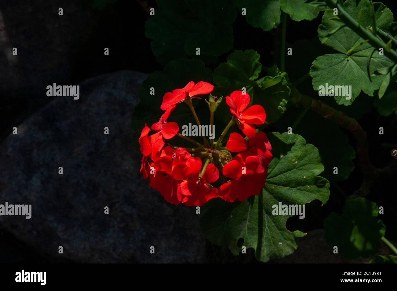 Geranium is a genus of annual, biennial, and perennial plants that are