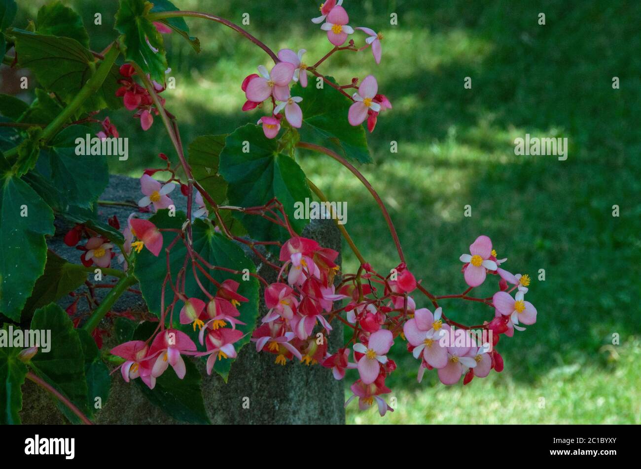 Begonia is a genus of perennial flowering plants in the family Begoniaceae Stock Photo