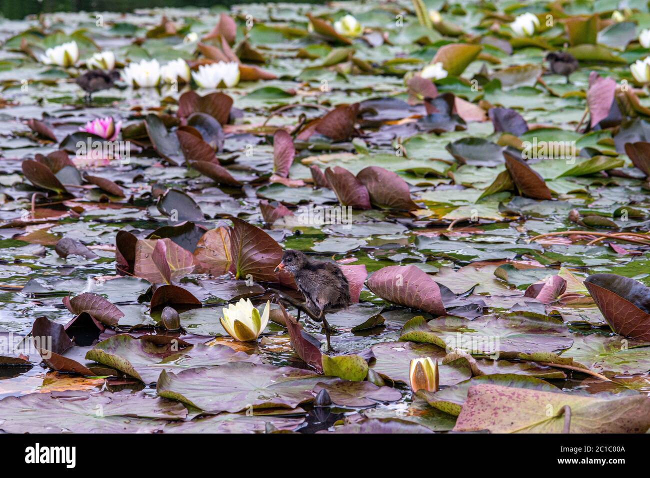 Water Lily floating on the water Stock Photo Alamy