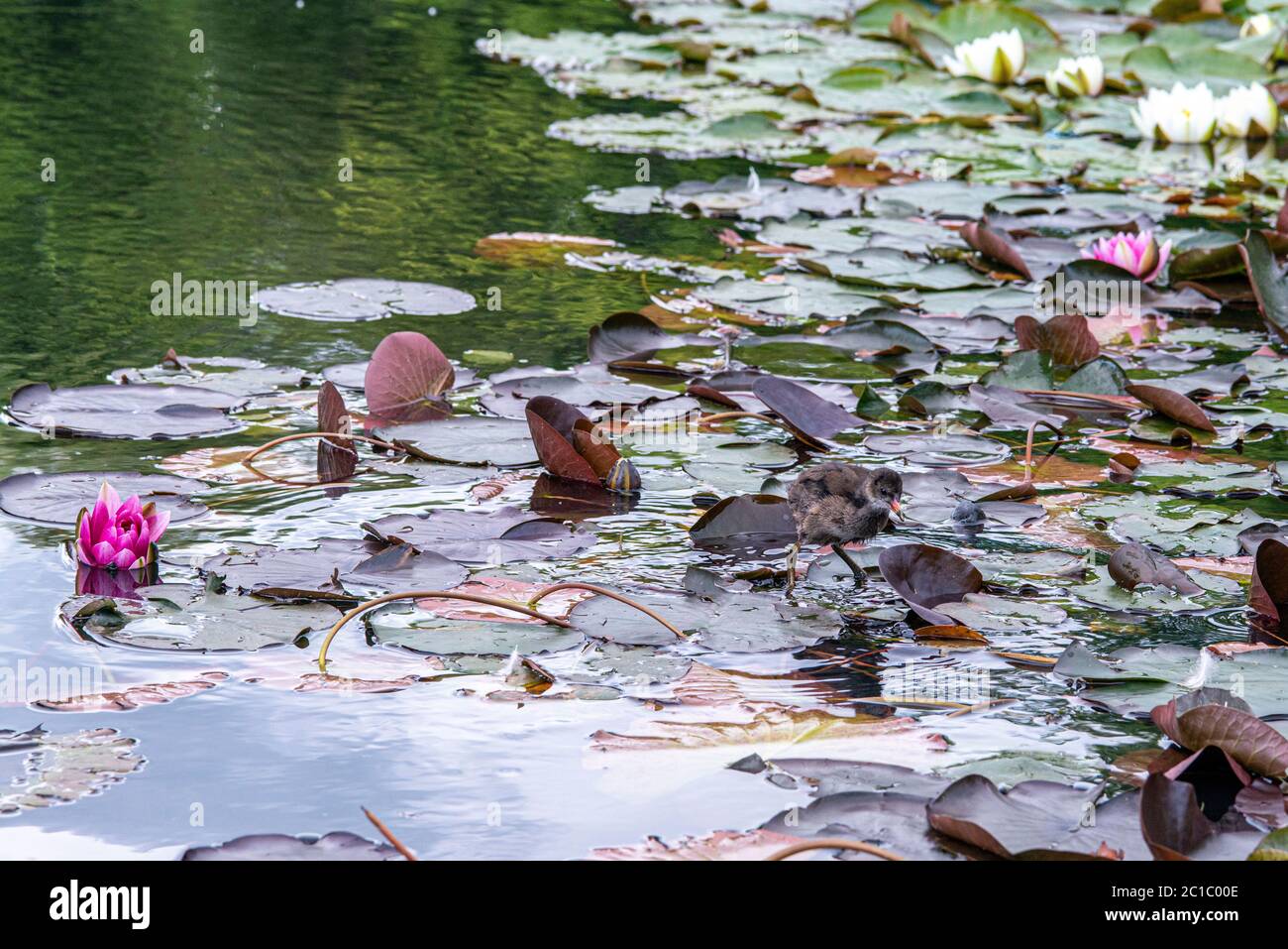 Water Lily floating on the water Stock Photo Alamy