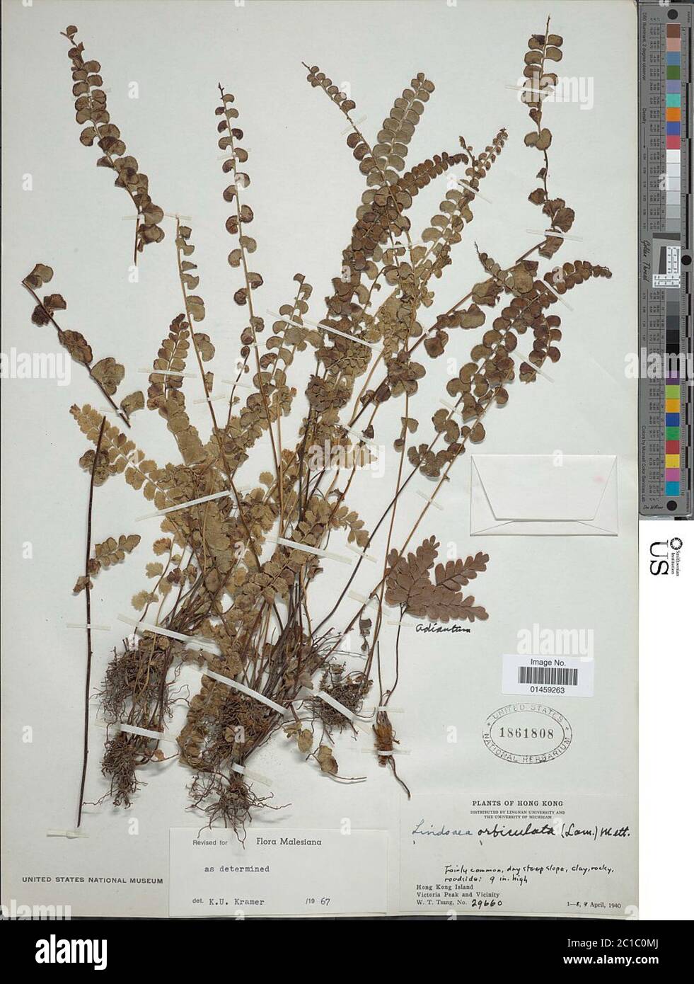 Lindsaea orbiculata Lindsaea orbiculata. Stock Photo